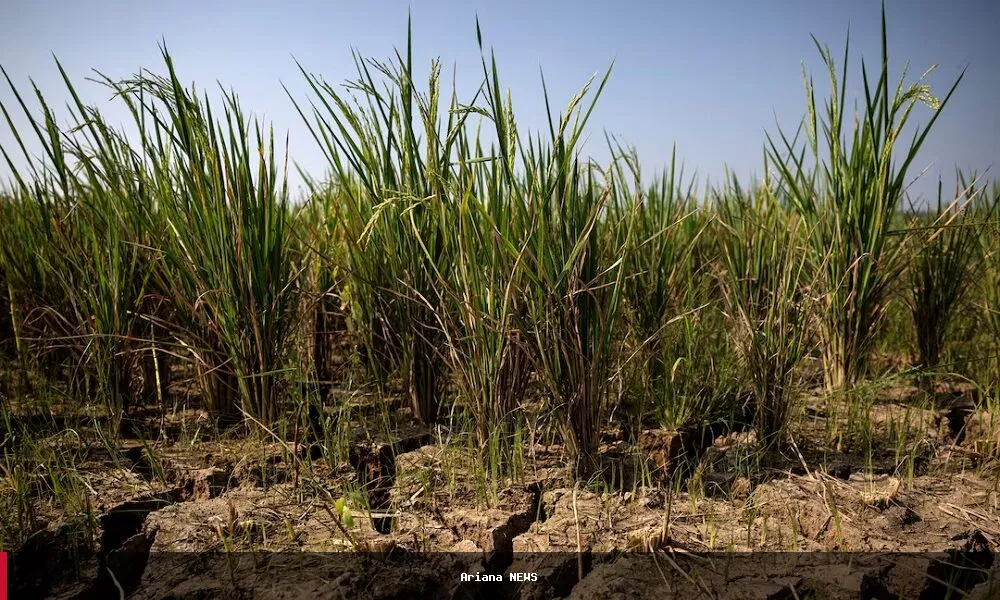 Strong El Niño could push 49 million more people into acute hunger, UN agency says