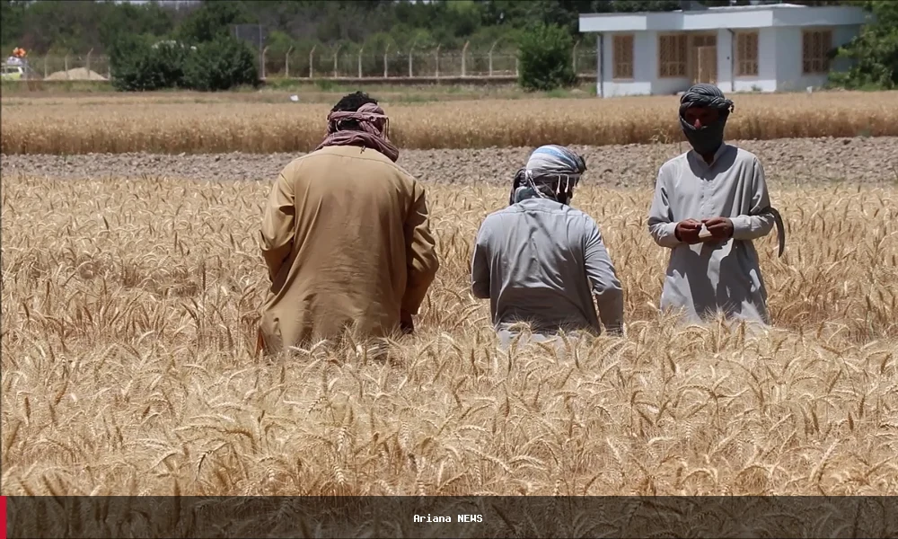 FAO د افغانستان د ۲۰۲۷ کال د غنمو د حاصل ساتنې لپاره ۳۸ میلیونه ډالر غواړي