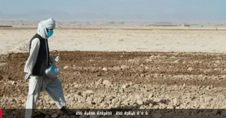 ملګرو ملتونو د افغانستان د غنمو حاصلاتو د ساتنې لپاره مرستې غوښتې